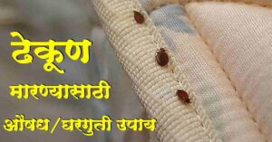 Read more about the article ढेकूण मारण्यासाठी औषध – Best 8 Medicine / Home Remedies to Kill Bugs