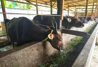 दुग्ध व्यवसाय माहिती (dudh vyavsay) / दुग्ध व्यवसाय फायदे / दुग्ध व्यवसाय धोके/ नाबार्ड दुग्ध व्यवसायासाठी योजना