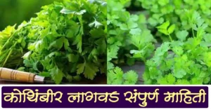 Read more about the article कोथिंबीर लागवड विषयी संपुर्ण माहिती – Complete information about coriander cultivation