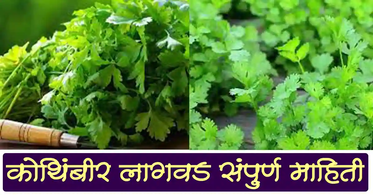 You are currently viewing कोथिंबीर लागवड विषयी संपुर्ण माहिती – Complete information about coriander cultivation
